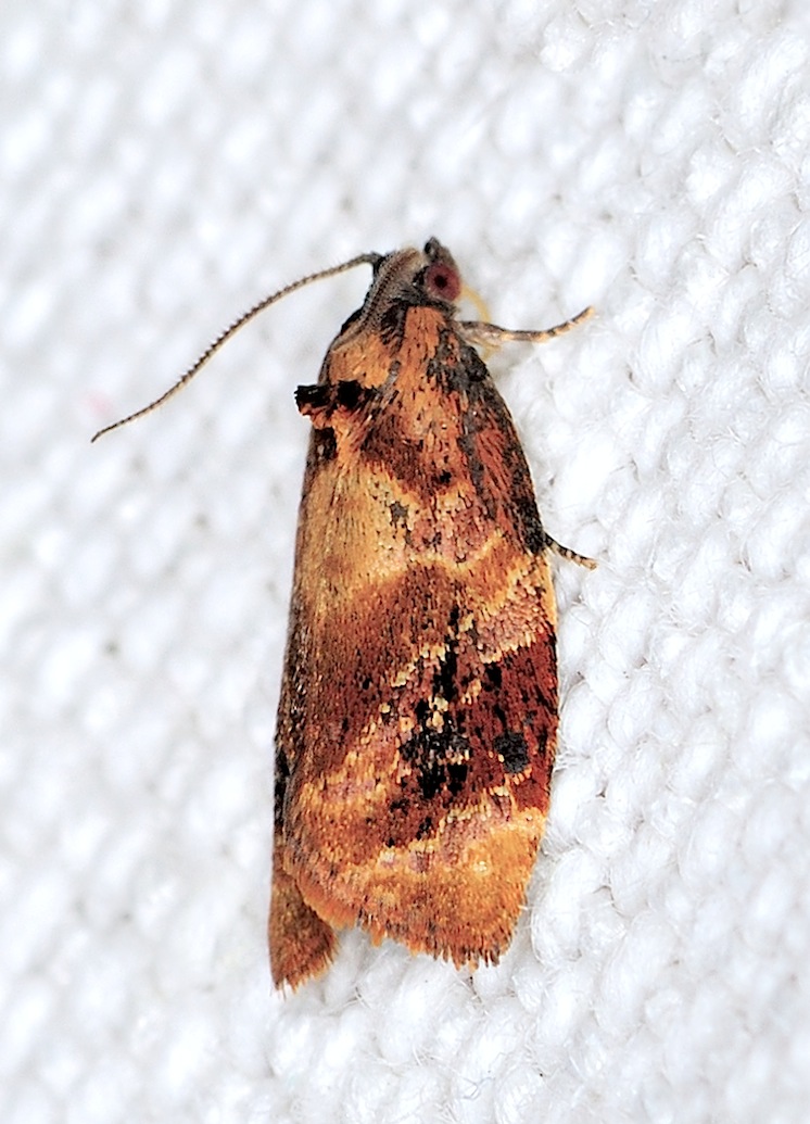 Tortricidae N. 21 - Ditula angustiorana